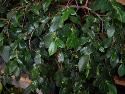 100_2510_Camellia_ex_China_-_shrub__rodaeflora_cascade_500.jpg
