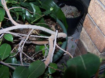 100_2514_Camellia_ex_China_-_stem___roseaflora_cascade___500.jpg