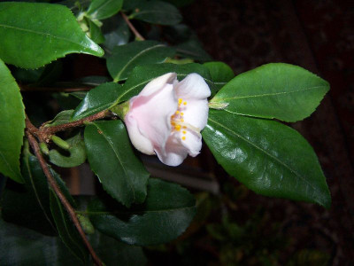 100_2522_Camellia_ex_China_-_flower_3__rosaeflora_cascade___800.jpg
