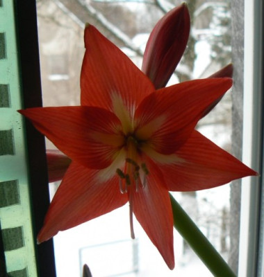 Hippeastrum_Kolibri_1_100101_p.jpg
