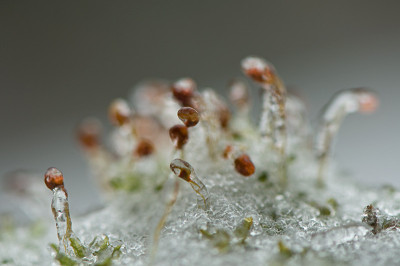 Eis-und-Schnee-Jan0110.jpg