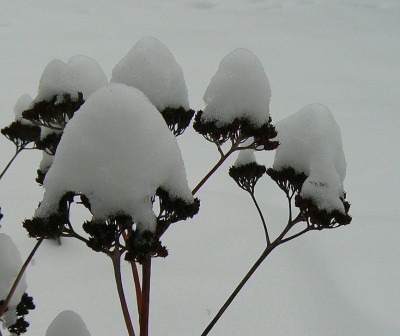 Sedum_behaubt_100101_k1.jpg
