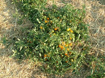 Tomatenpflanze_Erich_Stekovics_Feld.jpg