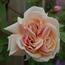 Mme_Berard__P_47472_65pix.jpg