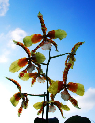 Rossioglossum.jpg