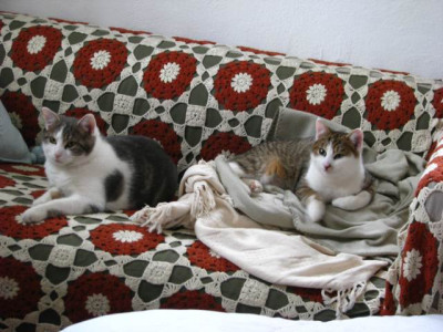 katzenlager.jpg