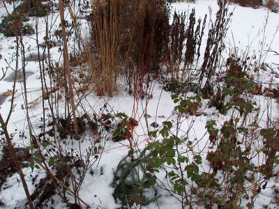 annys_winter_orange.jpg