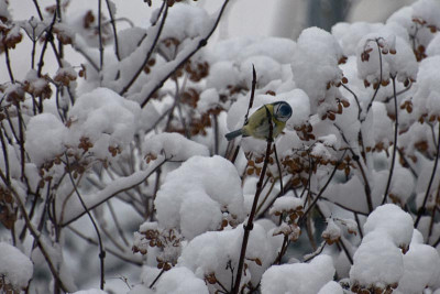 Schneemeise-Jan0310.jpg