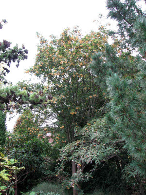 sorbus_rehderiana_kl.jpg