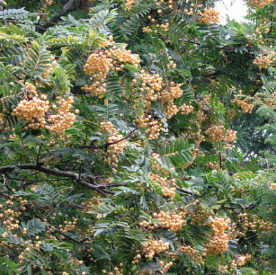 sorbus_rehderiana_frucht2kl.jpg