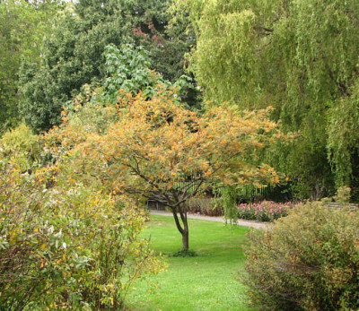 sorbus_rehderiana_goldenform_wuchs2kl.jpg