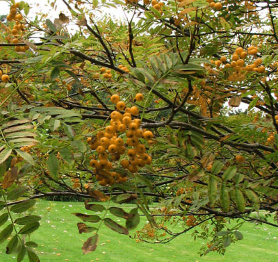 sorbus_rehderiana_goldenform_fruchtkl.jpg