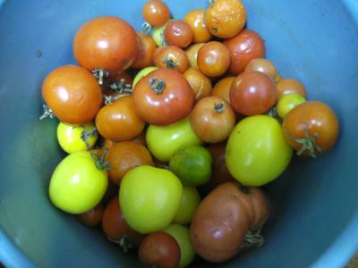 letzteTomaten09.jpg