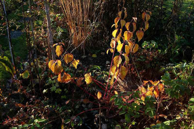 annys_winter_orange_laub.jpg