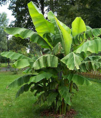 Freilandbanane-DD.jpg