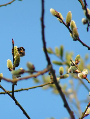 Salix_summaria.jpg