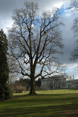 012_meise_baum_himmel_gewae.jpg