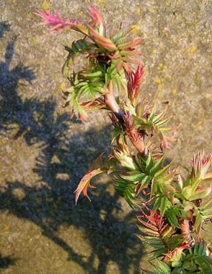 Sorbaria_sorbifolia_Sem.jpg