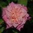 Georgetown_Tea__P_56122_65.jpg