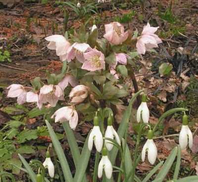 Helleborus_thibetanus_0.jpg