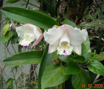 Brassocattleya_...languedoc.jpg