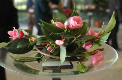C.rosaeflora.jpg