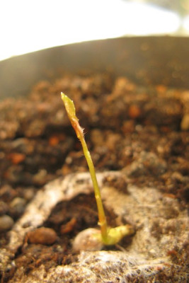 puniceiflora.jpg
