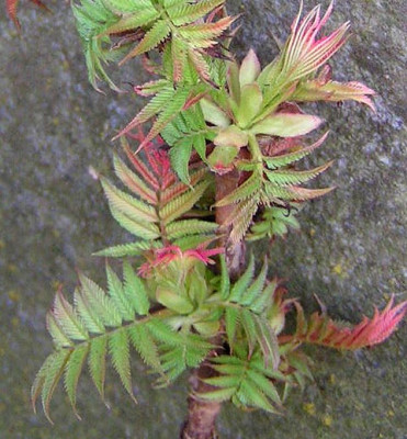Sorbaria_sorbi_SEM.jpg
