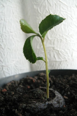 reticulata_wild.jpg