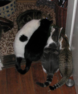 katzengrasbelagerung.jpg