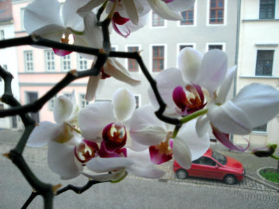 Orchidee_12_09-2.jpg