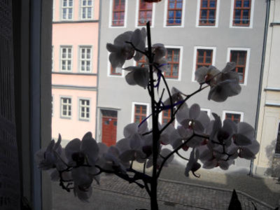 Orchidee_im_Sommer.jpg