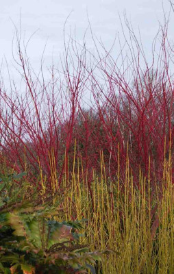 Acer_Palmatum_Sangokaku_mit_cornus_stolonifera_flaviramea.jpg
