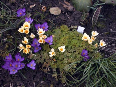 Crocusse003.jpg