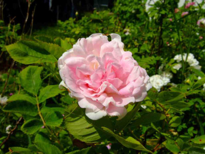 Reuterrose3a.jpg