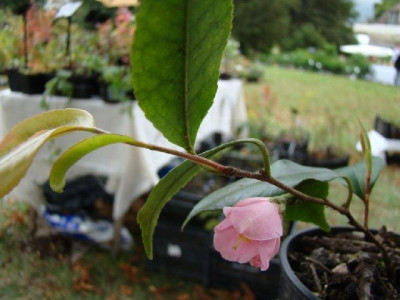 787__Camellia_rosaeflora____800.jpg