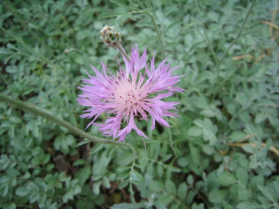 Centaurea_dealbata_20060516.jpg