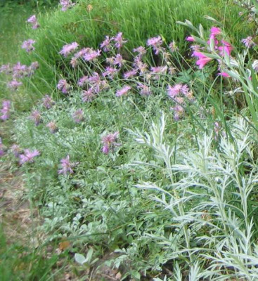 Centaurea_dealbata_20080524.jpg