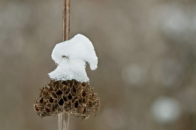 Eis-und-Schnee-Jan0510.jpg