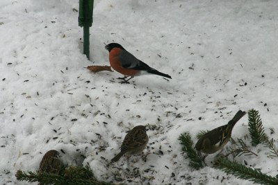 IMG_6114a.jpg