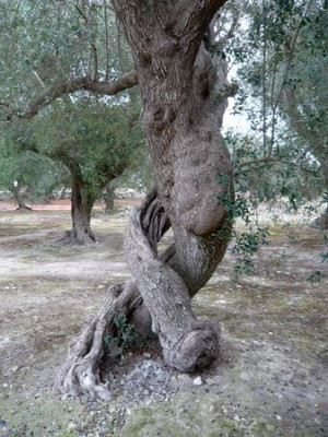 Baumballett_fars.jpg