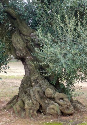 Baumversteck_fars.jpg