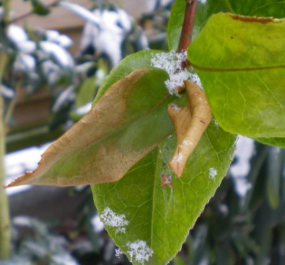 Frostschaden_am_Blatt_der_Camelie_2010.jpg