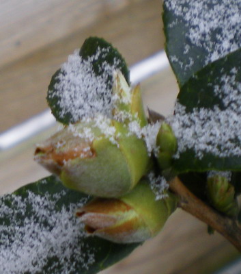 Frostschaden_an_den_Knospen_der_Camelie_2010.jpg