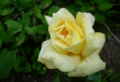 Rose001_Citrina_03062009.jpg