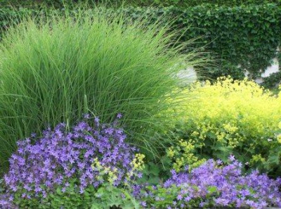 Miscanthus_Campanula_Alchemilla.jpg