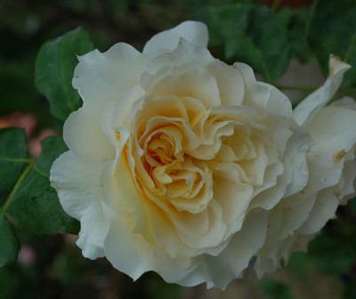 Swan_0015__52741.jpg