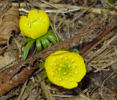 Eranthis-1.jpg