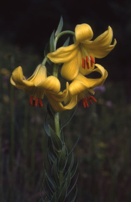 Lil._rhodopaeum.jpg
