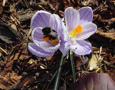 Krokus_violettgestreift_Hum.jpg